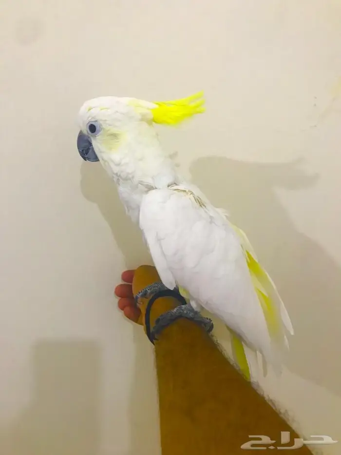 كوكاتو سلفر كرستد(تم البيييع) 7