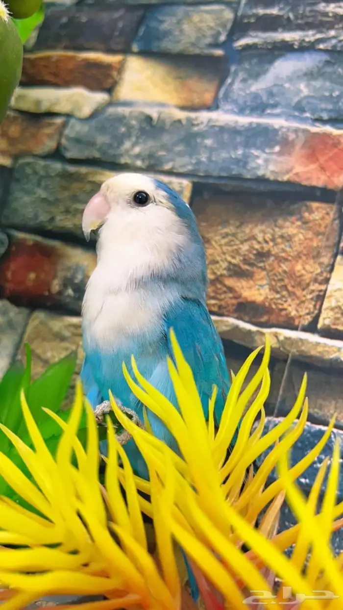 روز اليف 0
