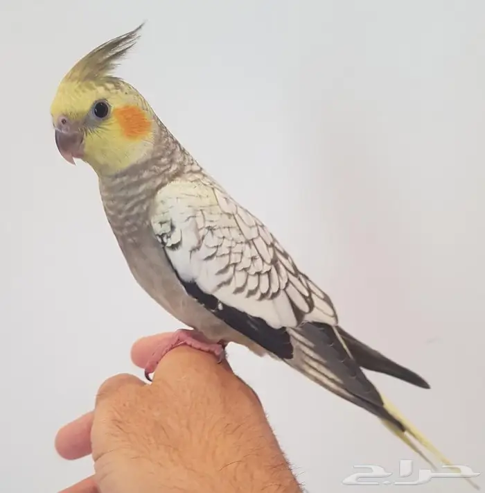 كروان اليف هدد ( تم البيع ) 2