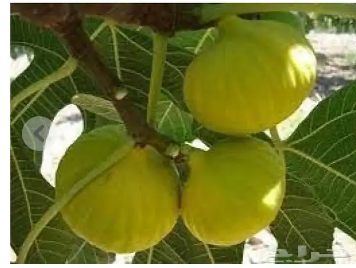 للبيع عقل تين ورمان و عنب 1