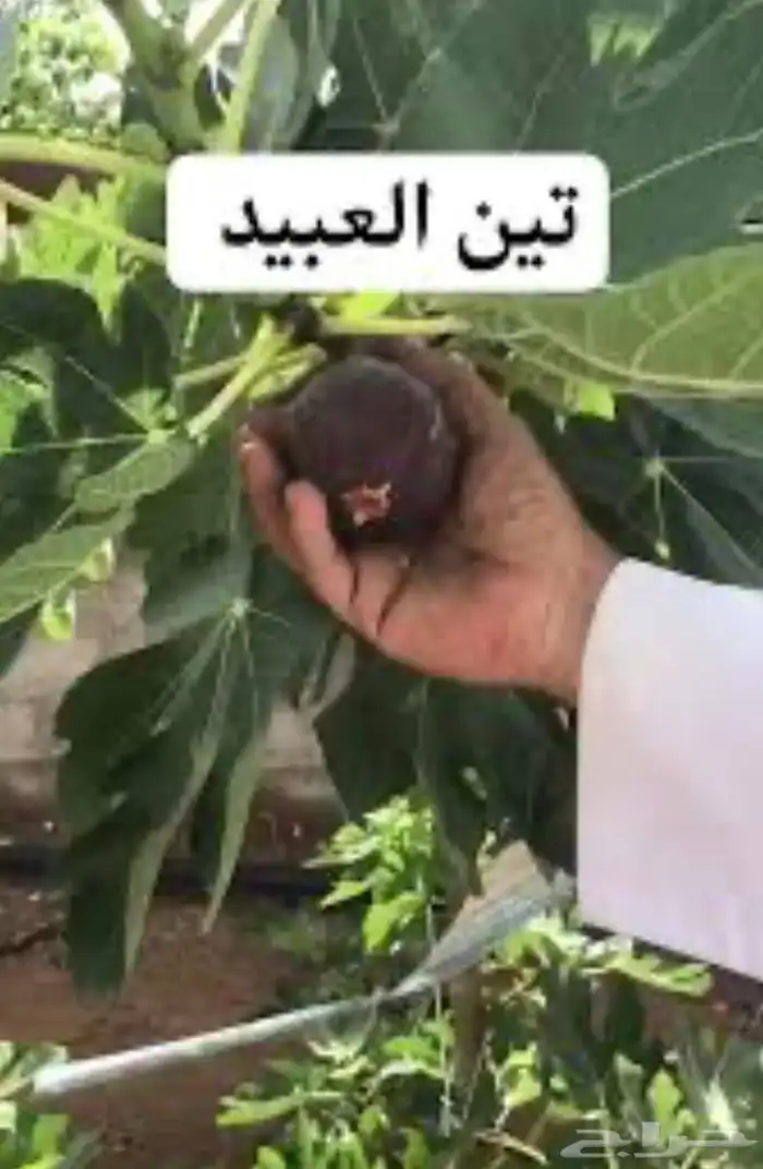 للبيع عقل تين ورمان و عنب 2