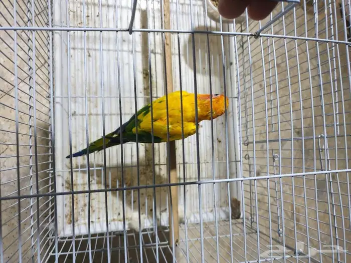 طير صن كنيور تم البيع 0