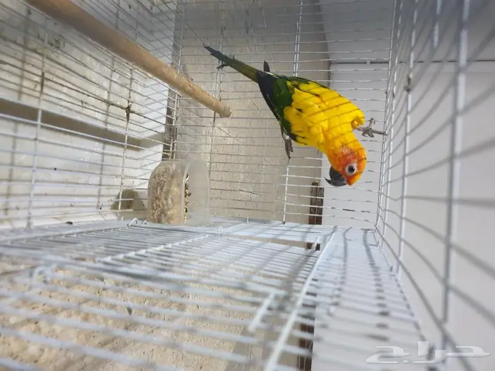 طير صن كنيور تم البيع 2