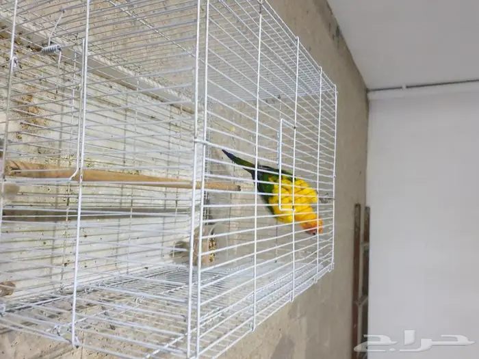 طير صن كنيور تم البيع 3