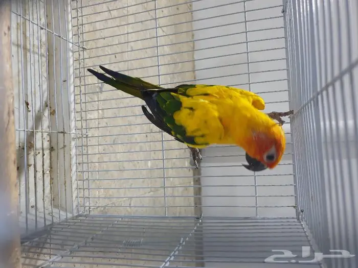 طير صن كنيور تم البيع 4