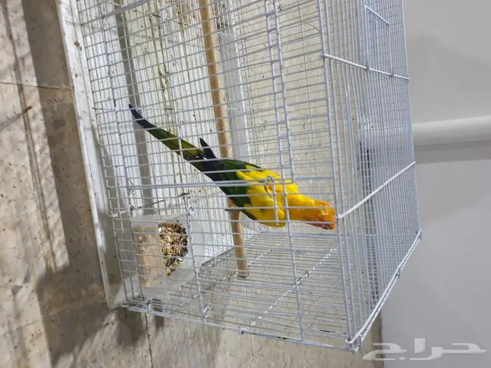 طير صن كنيور تم البيع 5