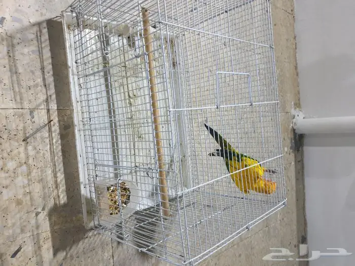 طير صن كنيور تم البيع 6