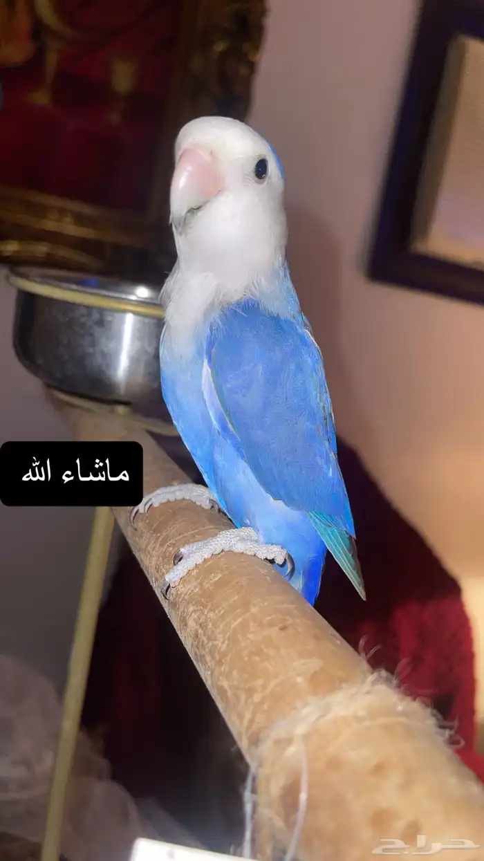 للبيع ببغاءالروز مميز وجميل 6