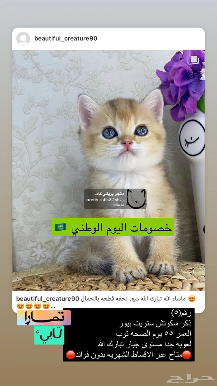 كيتن سكوتش فولد سكوتش ستريت قطوه قطو قطط برتش cat قطه قط بس 0