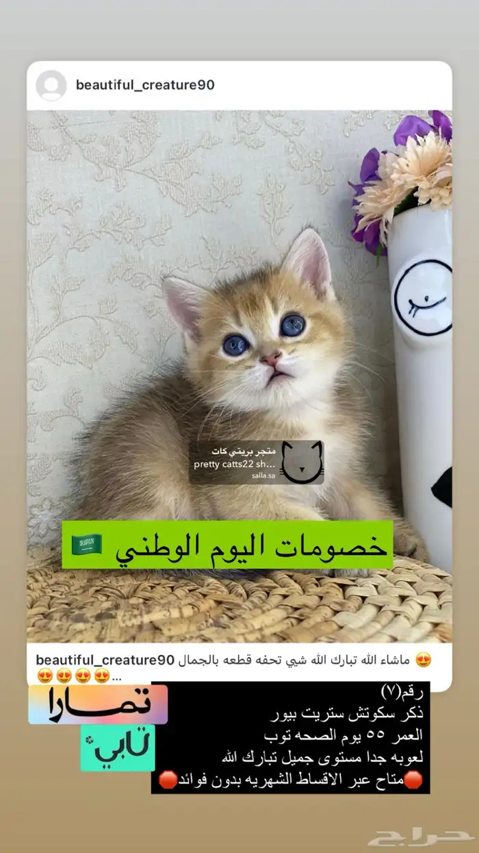 كيتن سكوتش فولد سكوتش ستريت قطوه قطو قطط برتش cat قطه قط بس 5