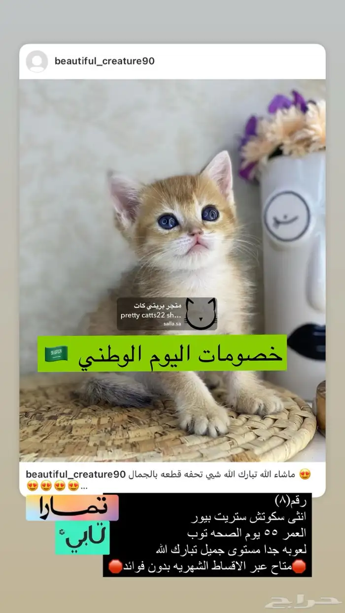 كيتن سكوتش فولد سكوتش ستريت قطوه قطو قطط برتش cat قطه قط بس 3