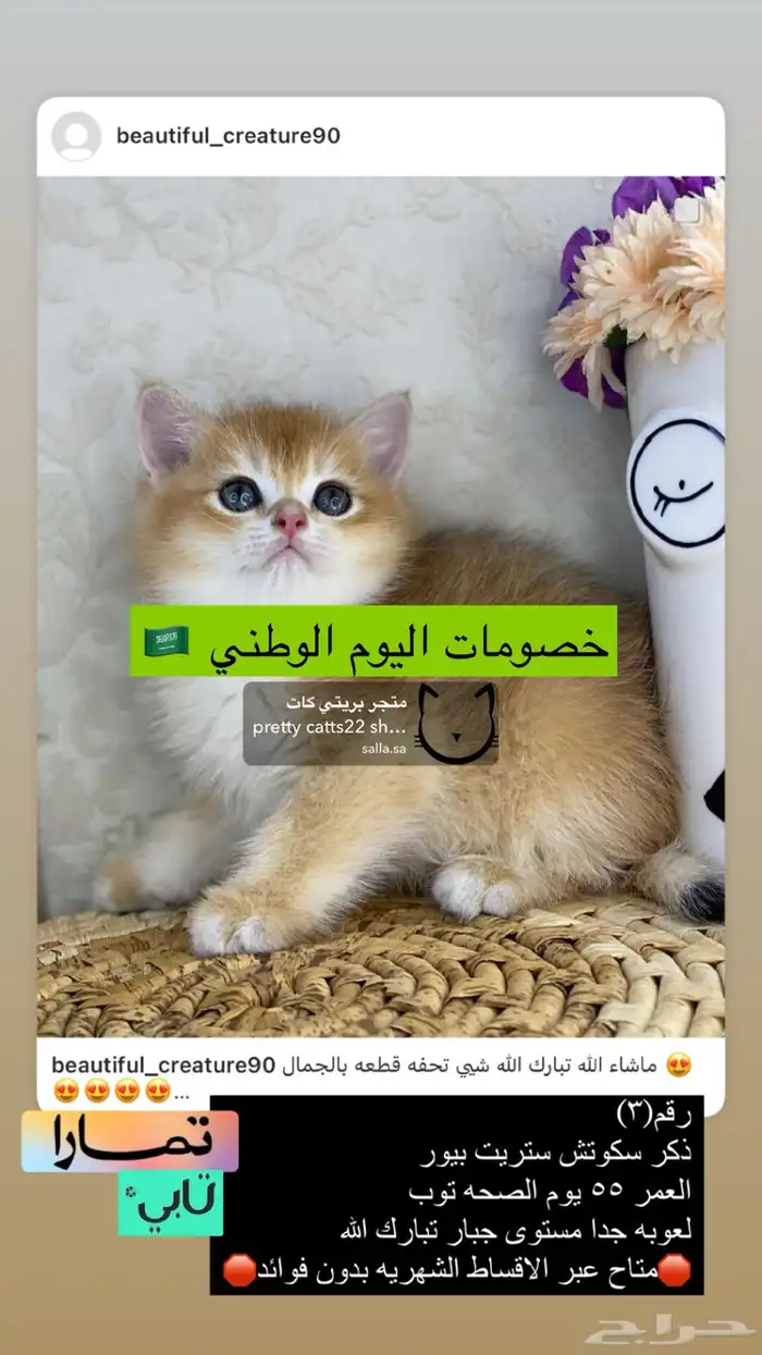 كيتن سكوتش فولد سكوتش ستريت قطوه قطو قطط برتش cat قطه قط بس 1