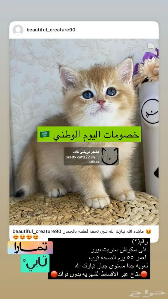 كيتن سكوتش فولد سكوتش ستريت قطوه قطو قطط برتش cat قطه قط بس 2