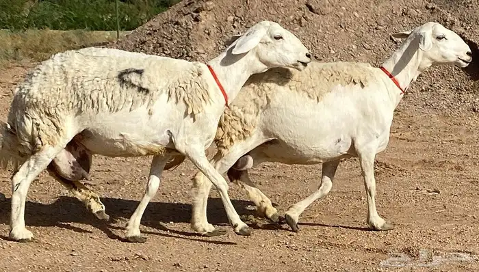 حريات صنف منوة ألقاني (تم البيع) 2
