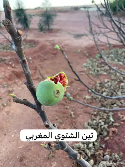 للبيع شتلات تين و عنب و حمضيات 2