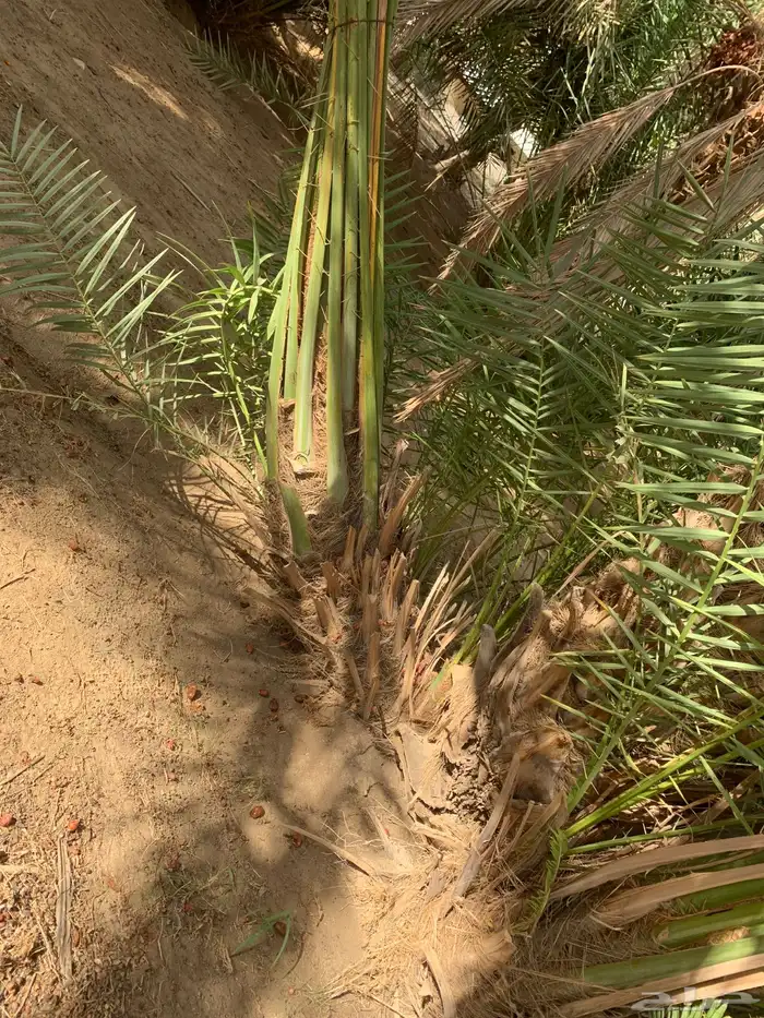 فسايل نخل صفري رويانه مشاء الله تطلع بعد سنه او سنتين 6