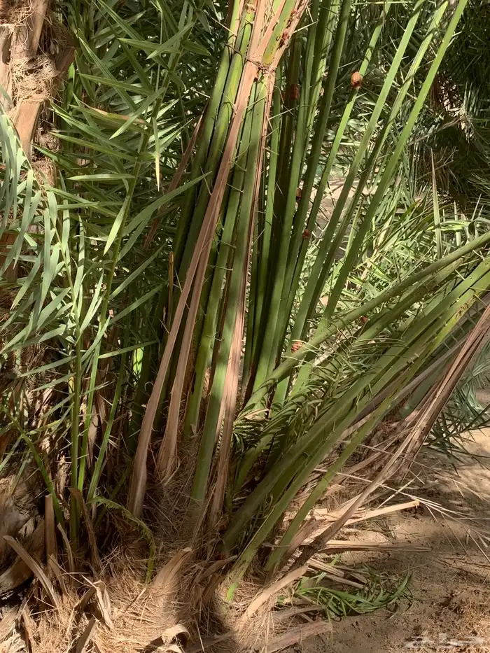 فسايل نخل صفري رويانه مشاء الله تطلع بعد سنه او سنتين 5