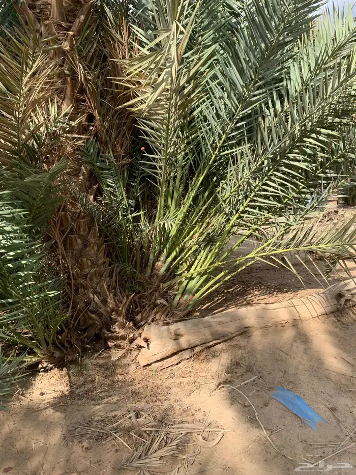 فسايل نخل صفري رويانه مشاء الله تطلع بعد سنه او سنتين 0