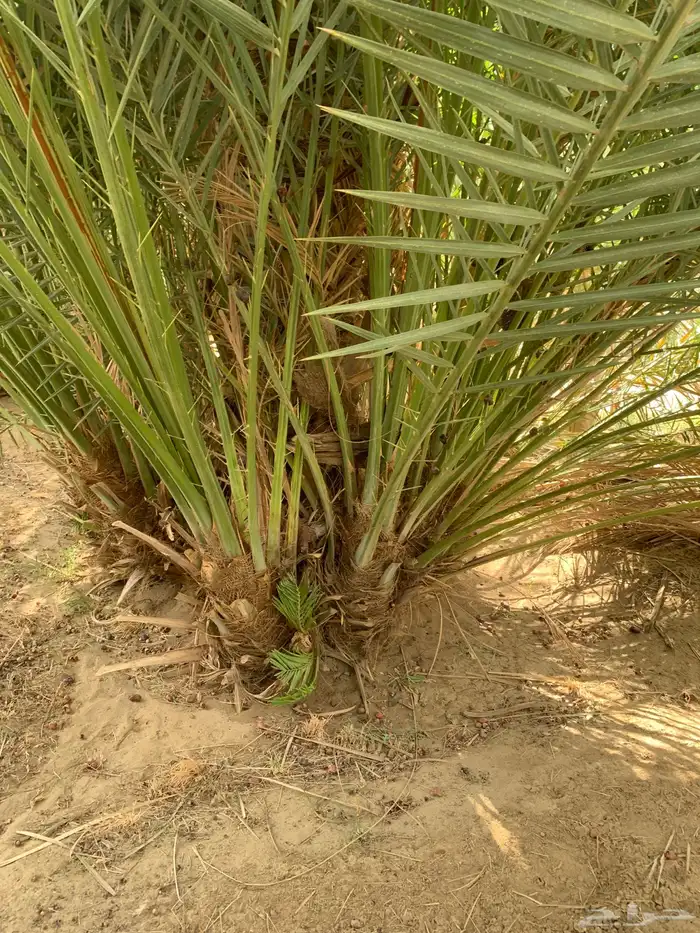 فسايل نخل صفري رويانه مشاء الله تطلع بعد سنه او سنتين 2
