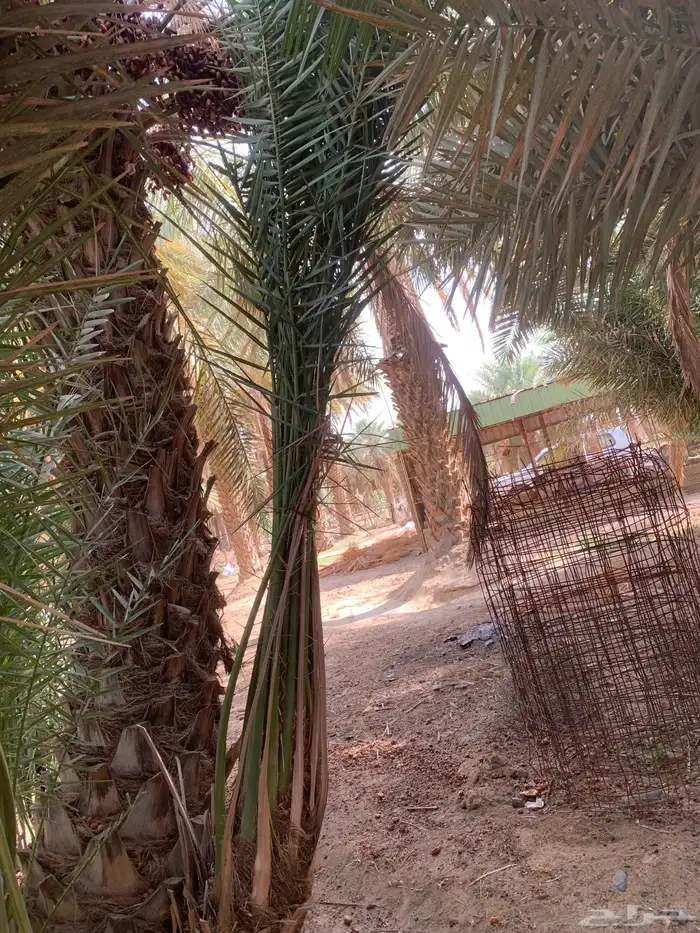 فسايل نخل صفري رويانه مشاء الله تطلع بعد سنه او سنتين 4