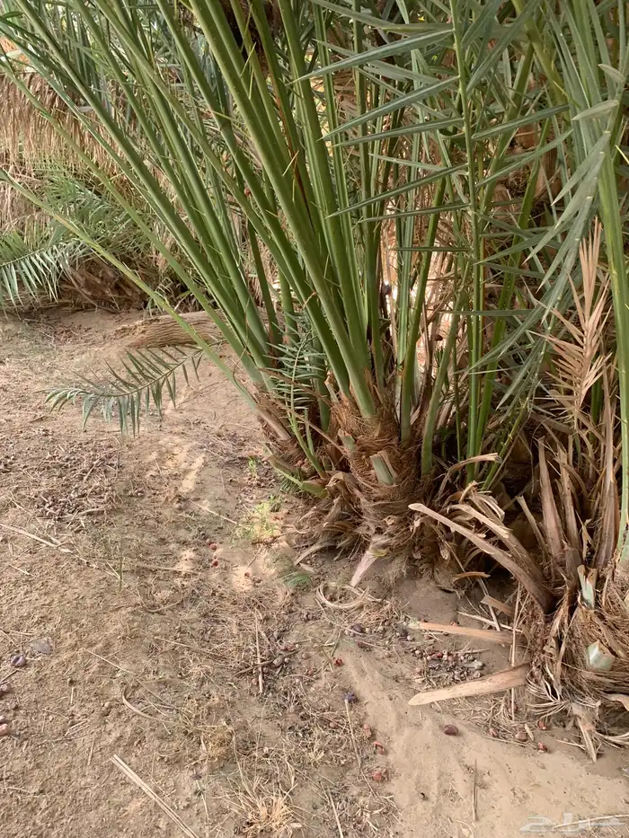 فسايل نخل صفري رويانه مشاء الله تطلع بعد سنه او سنتين 1