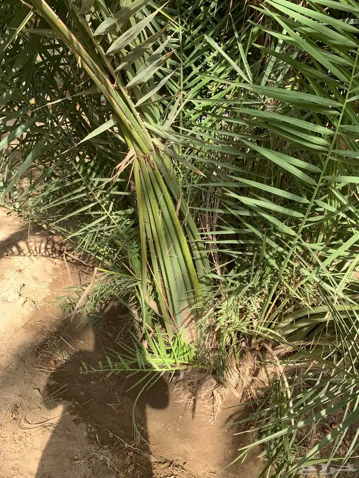 فسايل نخل صفري رويانه مشاء الله تطلع بعد سنه او سنتين 7