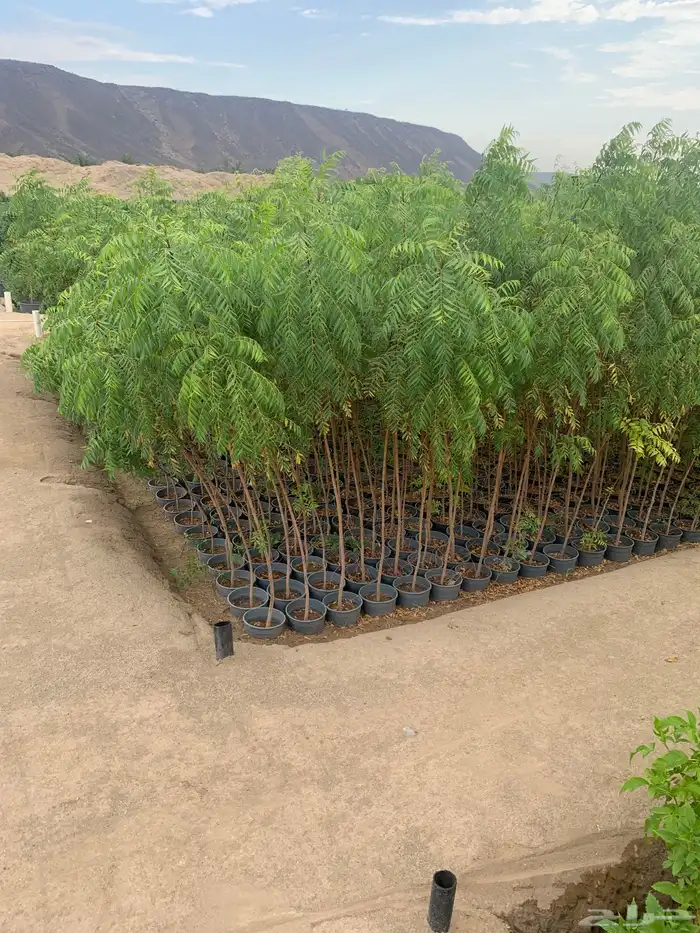 شتلات بالجمله لأصحاب المشاريع و المشاتل 3