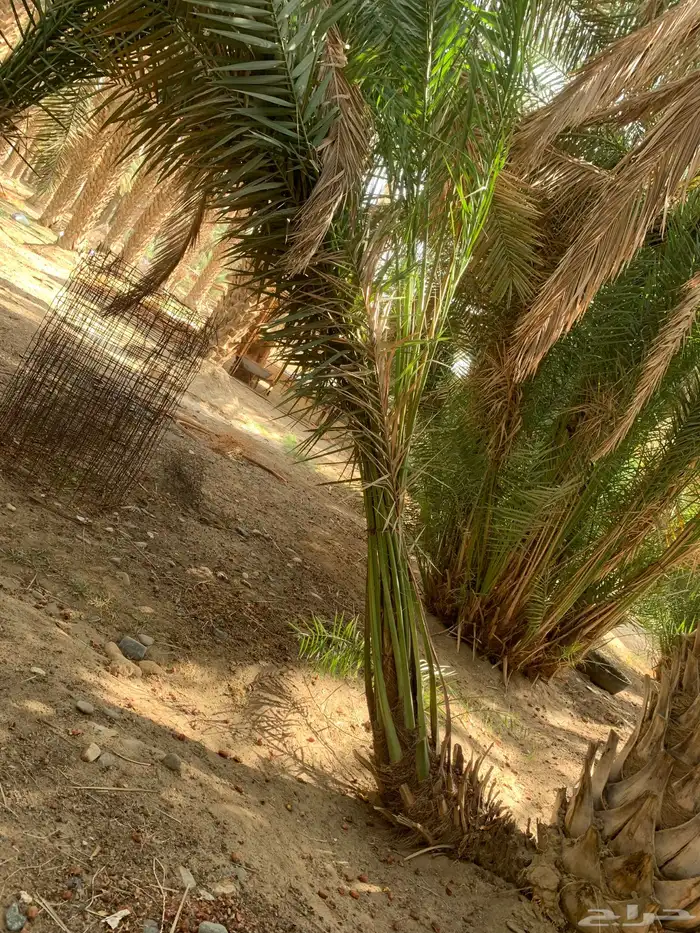 فسايل نخل صفري رويانه مشاء الله تطلع بعد سنه او سنتين 3