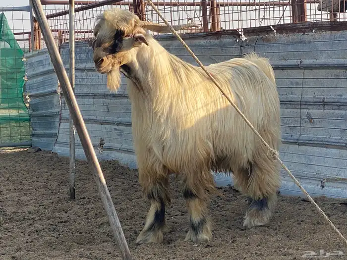 تيس اصفر اصمع كايف 0