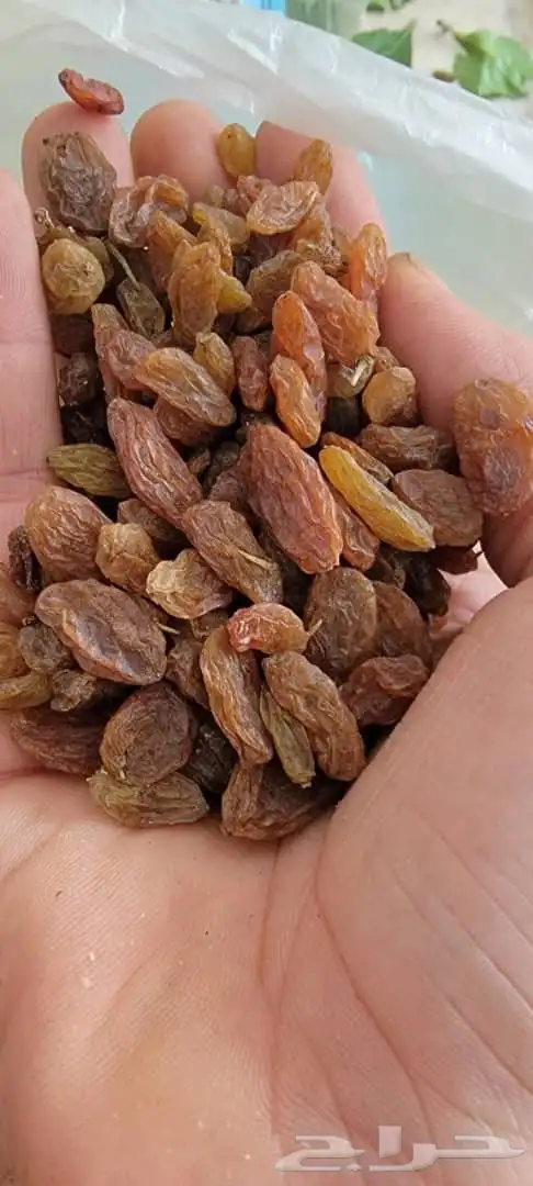زبيب رازقي وزبيب اسود يمني 1