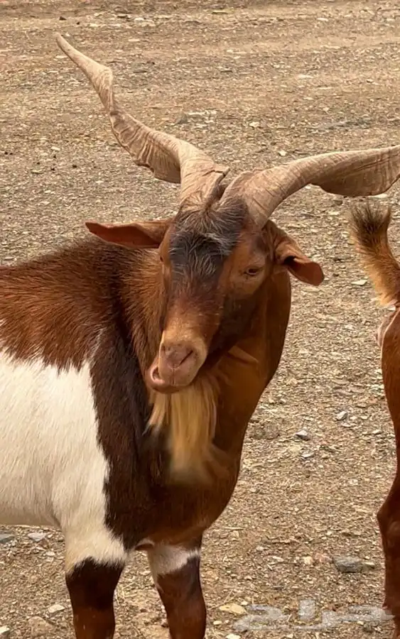 فحول للبيع 7