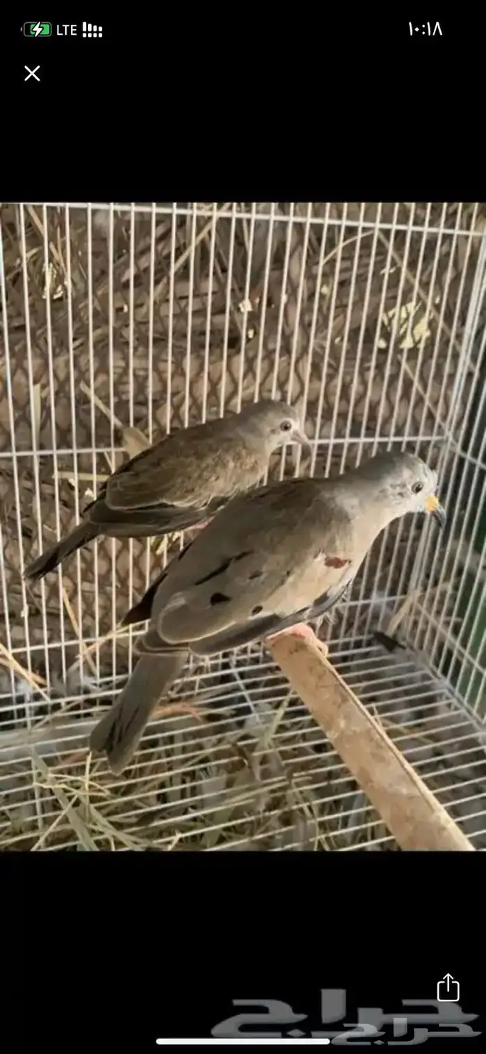 للبيع يمام الضفدع ( كركند ) 0