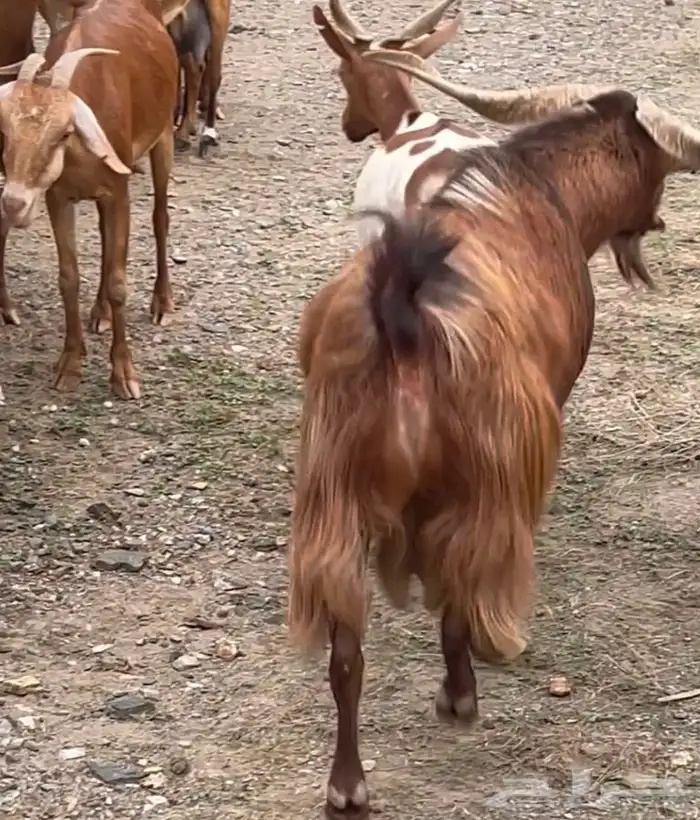 فحول للبيع 3