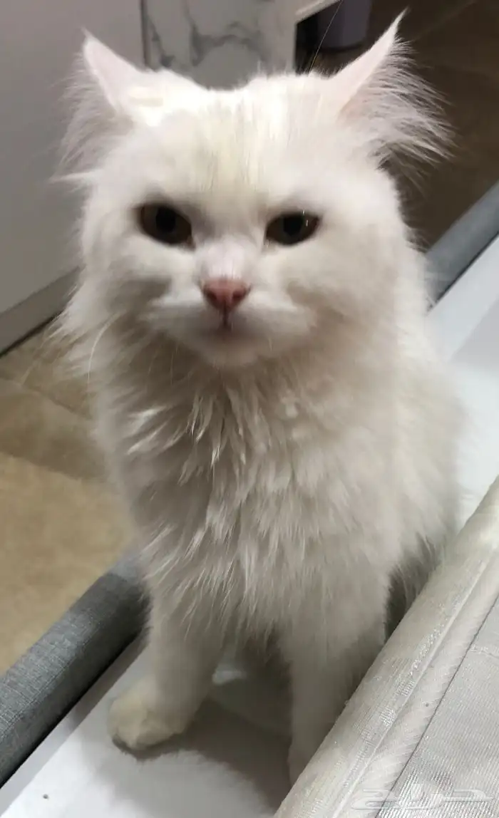 قطط 2