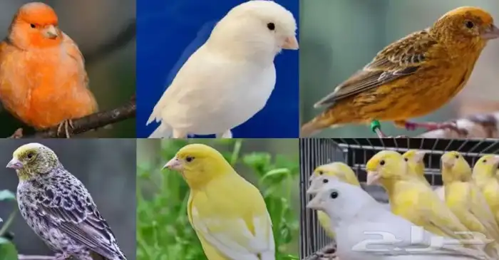 ازواج كناري منتجه تصانيف 2