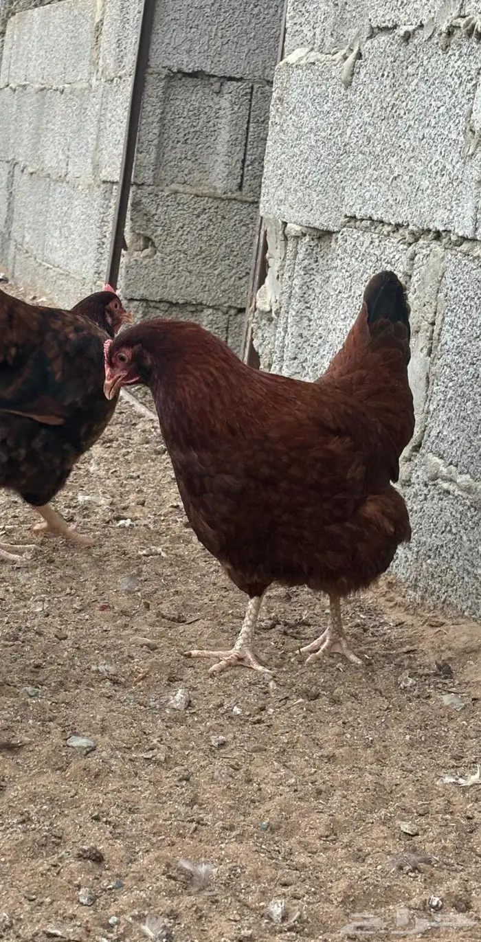 للبيع بيض فرنسي مخصب 14
