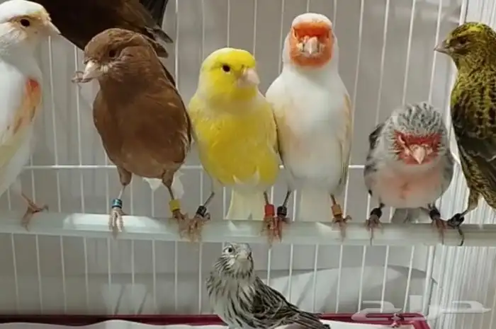 ازواج كناري منتجه تصانيف 0