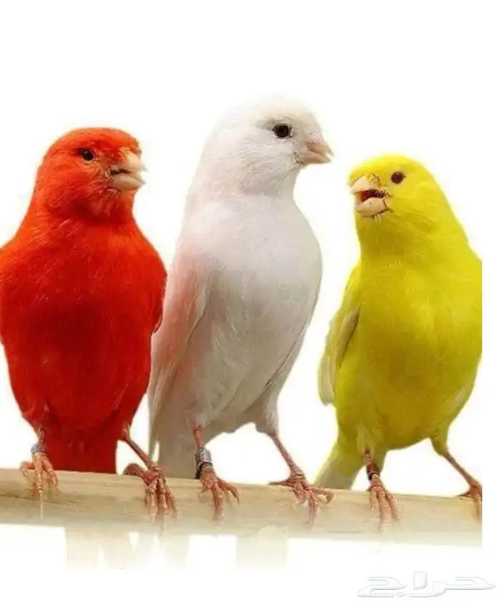 ازواج كناري منتجه تصانيف 1