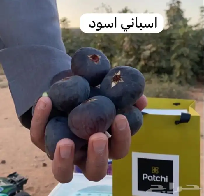 للبيع شتلات تين و عنب و حمضيات 3