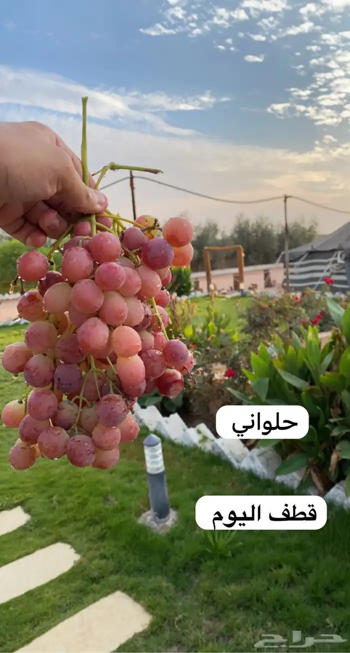 للبيع شتلات تين و عنب و حمضيات 7