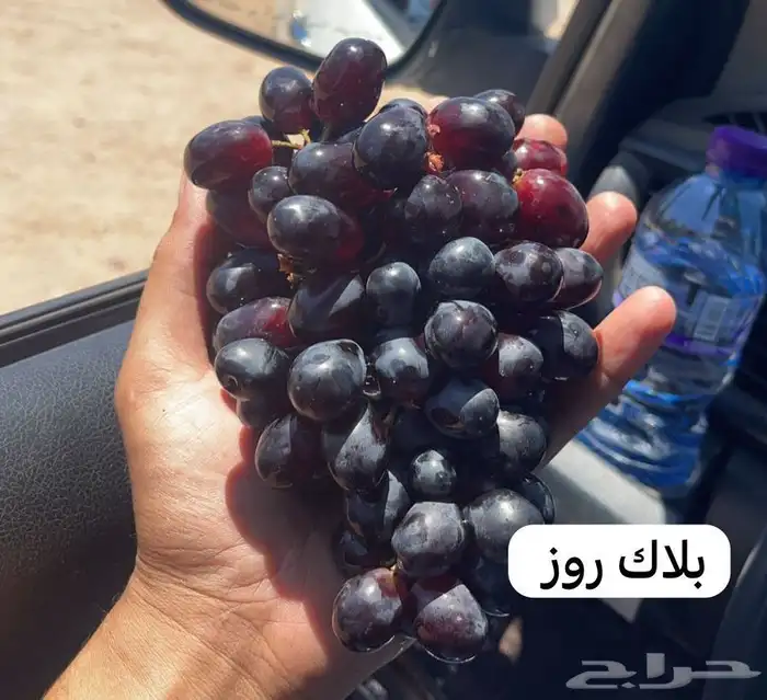 للبيع شتلات تين و عنب و حمضيات 6