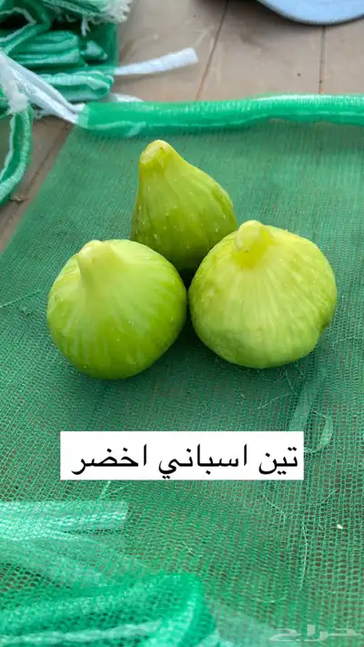 للبيع شتلات تين و عنب و حمضيات 0