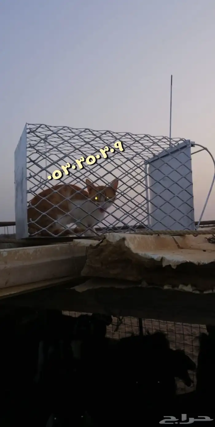 مصيدة قطط بساس 0