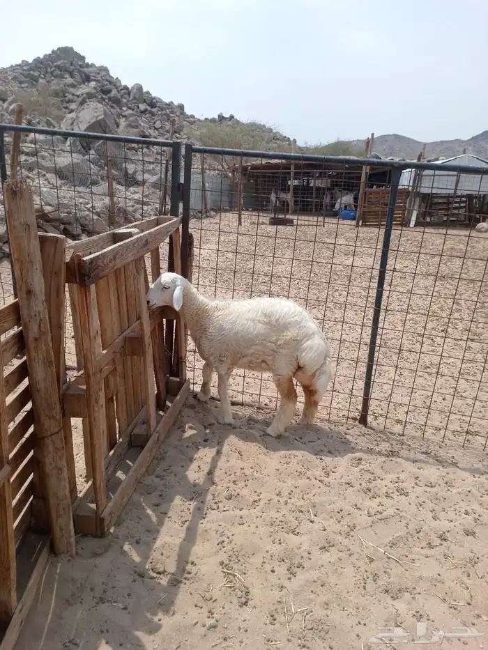 الشمسي طريق الخواجات 0