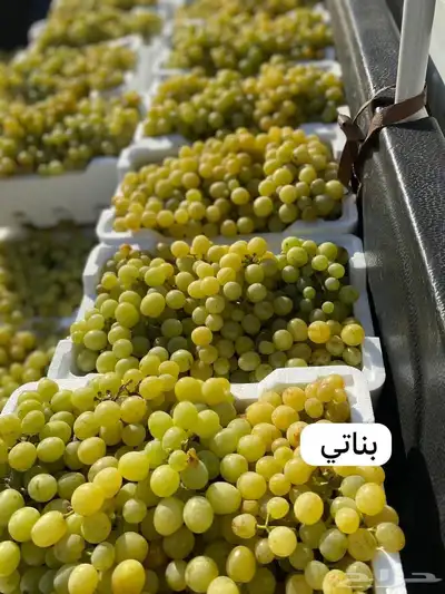 للبيع شتلات تين و عنب و حمضيات 5
