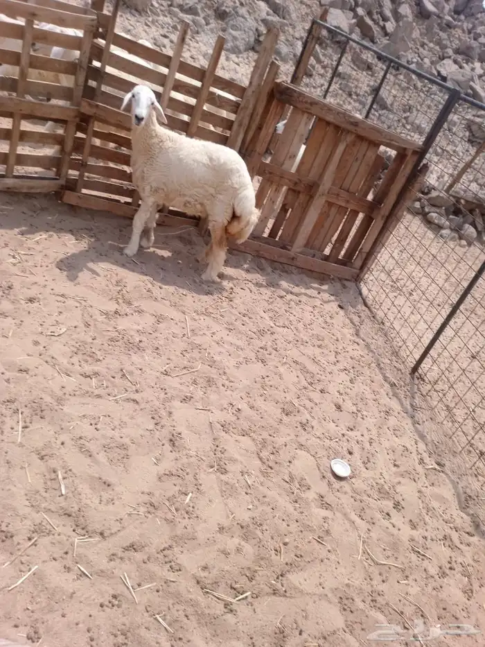 الشمسي طريق الخواجات 1