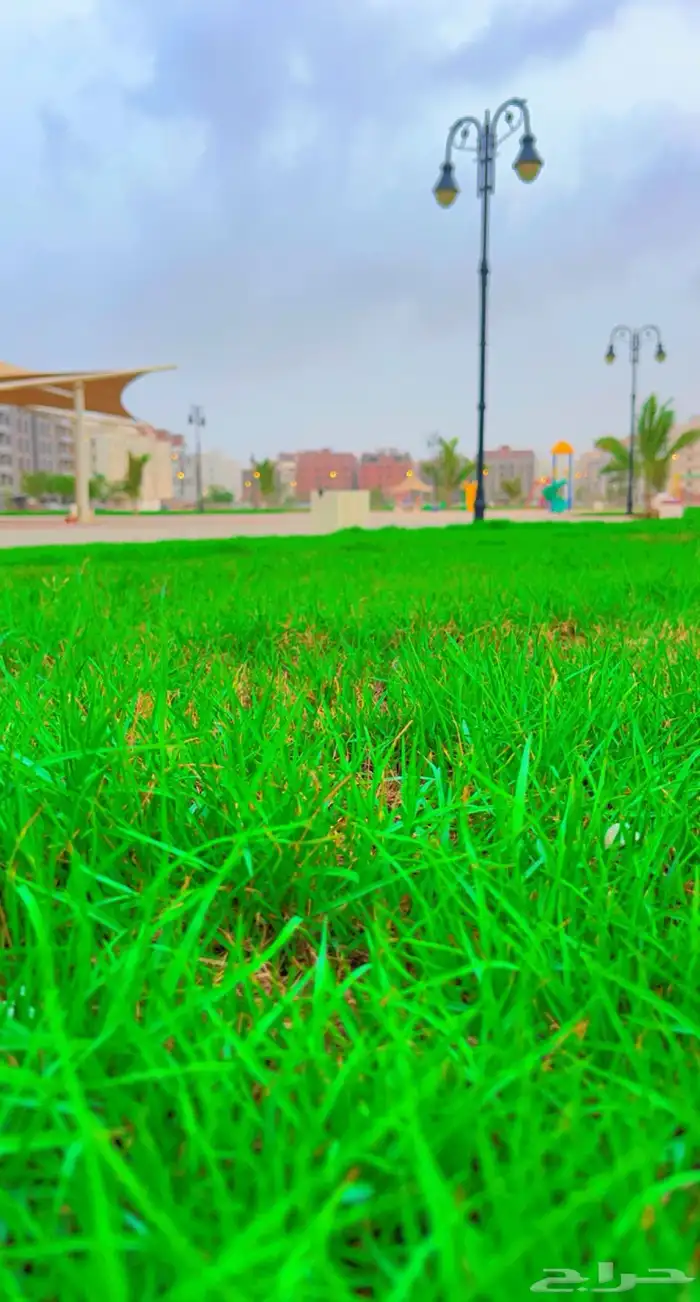 نجيله طبيعي او ثيل طبيعي 4