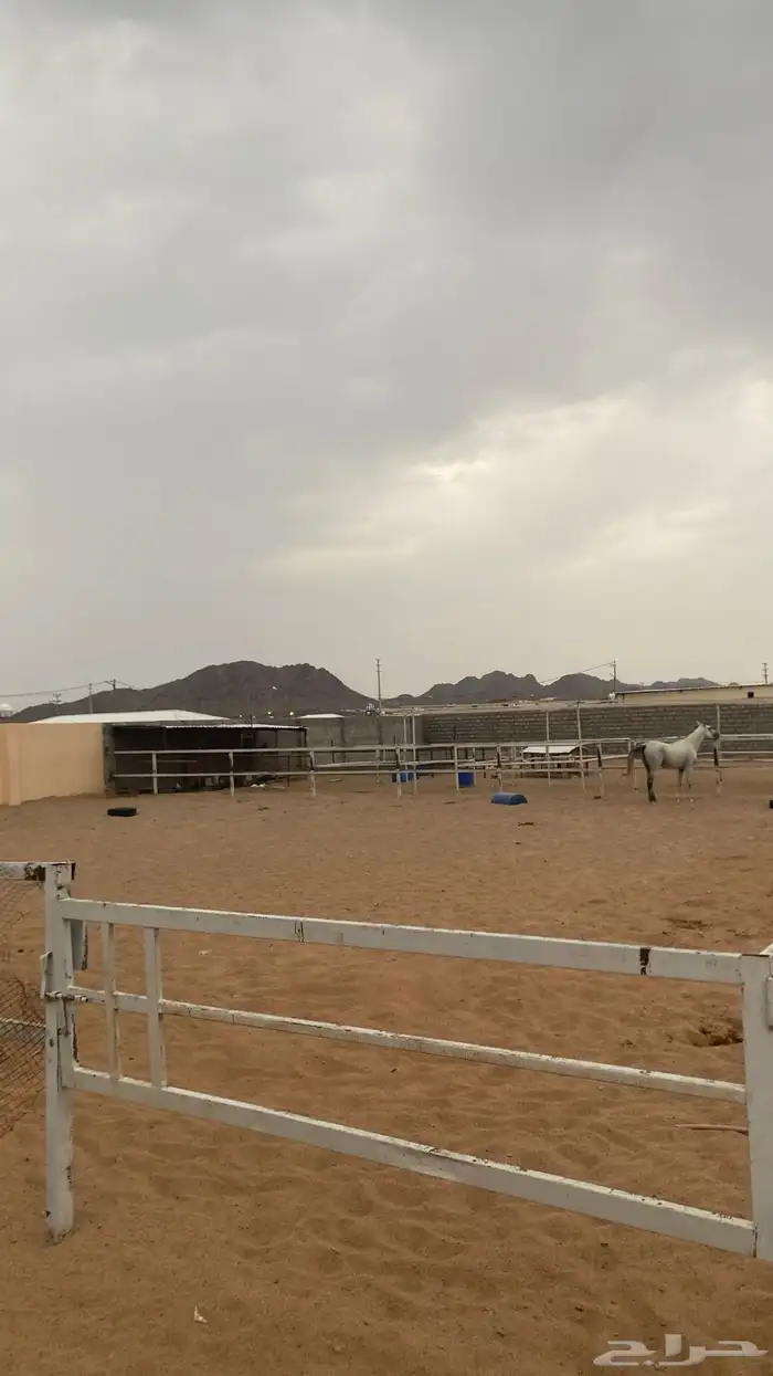 اسطبل مربط خيل للإيجار 2