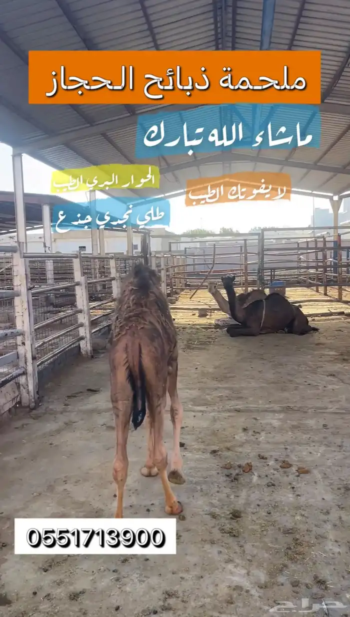 ملحمة ذبائح الحجاز-مخطط البدراني 0
