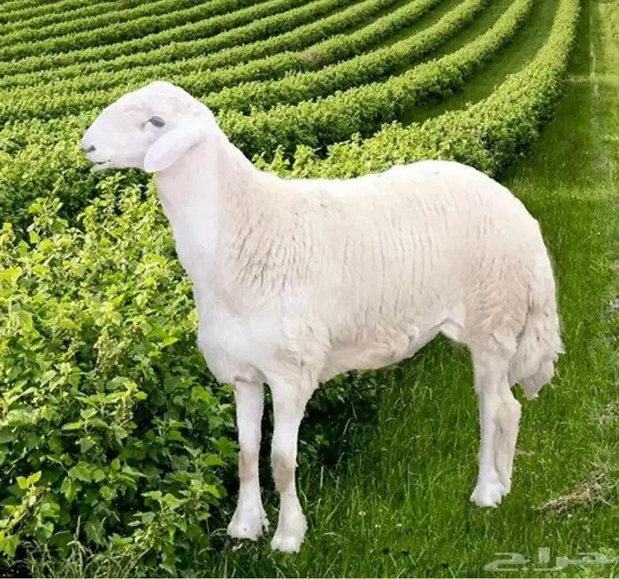 ذبايح حري 0